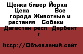 Щенки бивер Йорка  › Цена ­ 30 000 - Все города Животные и растения » Собаки   . Дагестан респ.,Дербент г.